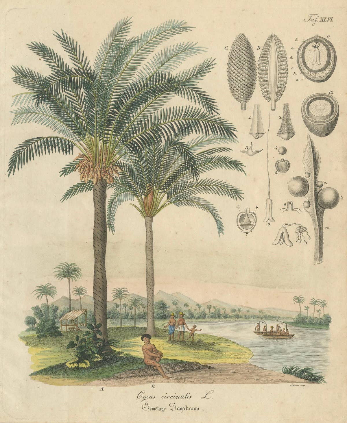 Antique Cycad Botanical Print, Copper Engraving, c.1831, Hand Colored