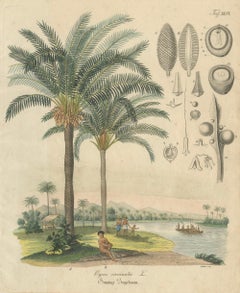 Gravure botanique ancienne sur Cycad, gravure sur cuivre, A.I.C., coloriée à la main