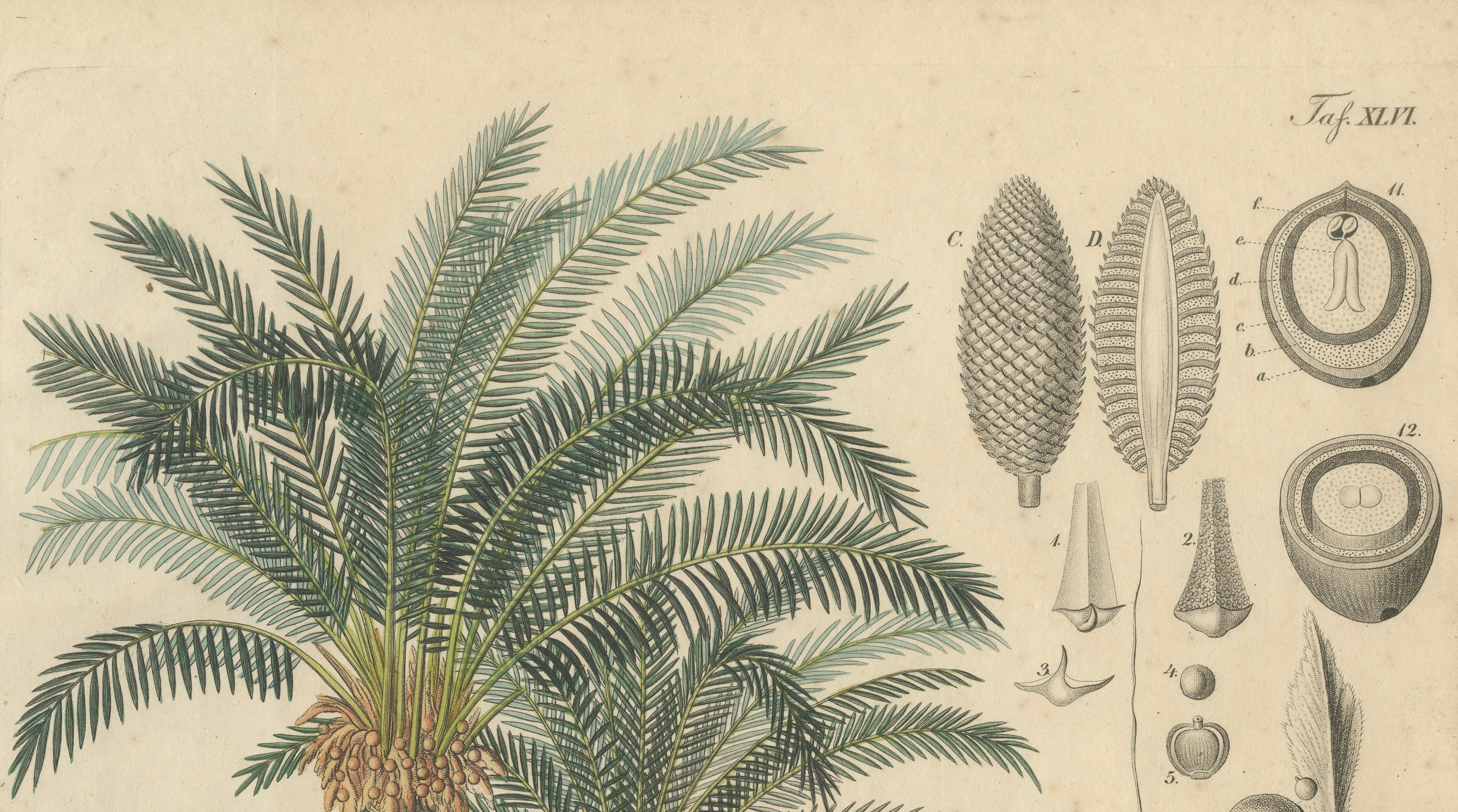 Antique Cycad Botanical Print, Copper Engraving, c.1831, Hand Colored