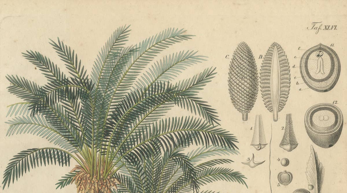 Antique Cycad Botanical Print, Copper Engraving, c.1831, Hand Colored