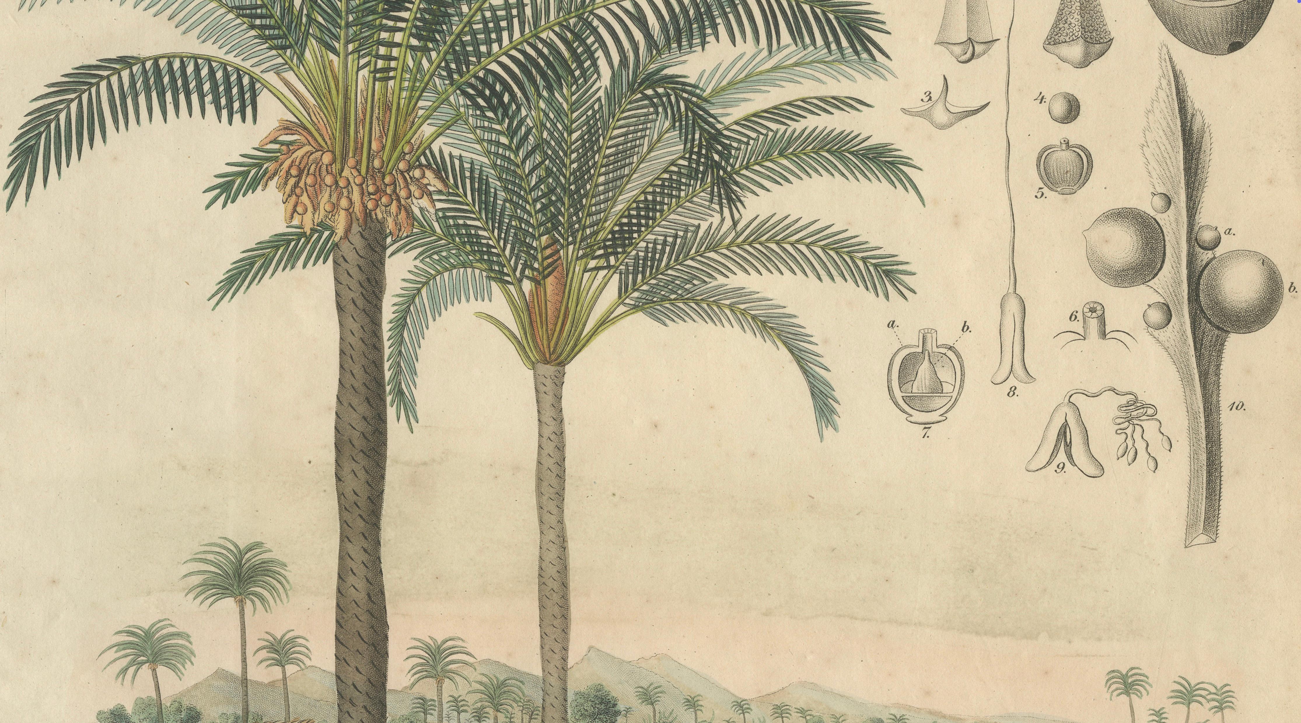 Antique Cycad Botanical Print, Copper Engraving, c.1831, Hand Colored