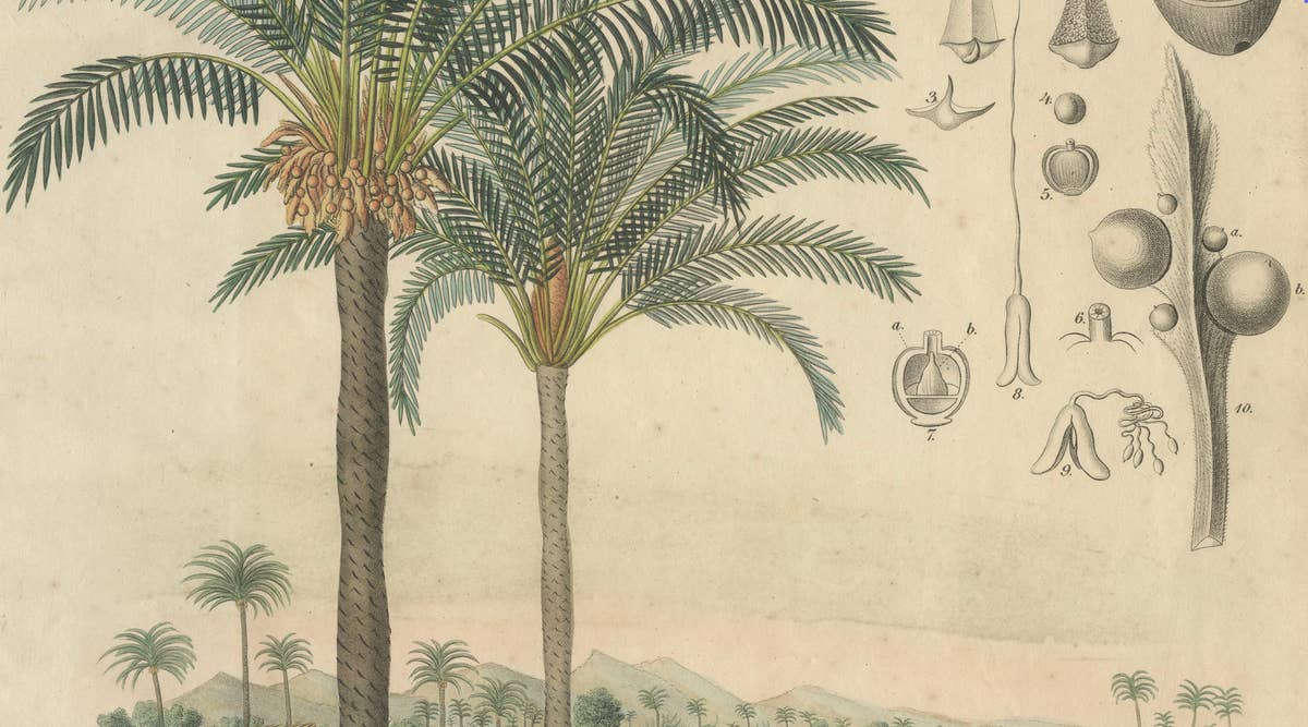 Antique Cycad Botanical Print, Copper Engraving, c.1831, Hand Colored
