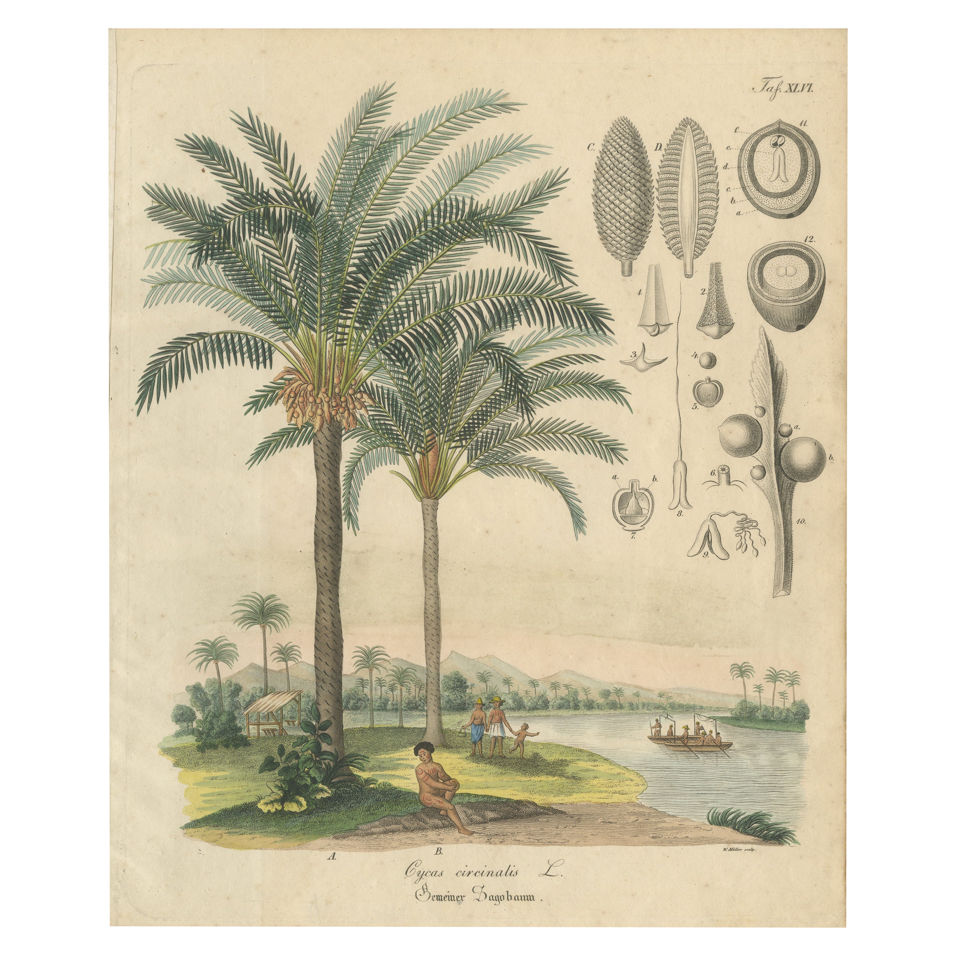 Antique Cycad Botanical Print, Copper Engraving, c.1831, Hand Colored