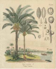 Antique Cycad Botanical Print, Copper Engraving, c.1831, Hand Colored