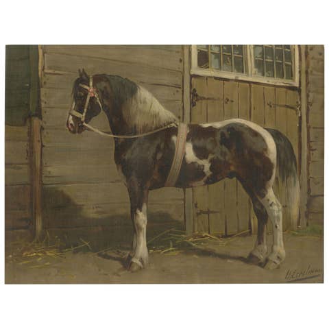 Antique Danish Horse Portrait 1898, Scandinavian Equesestrian Lithograph