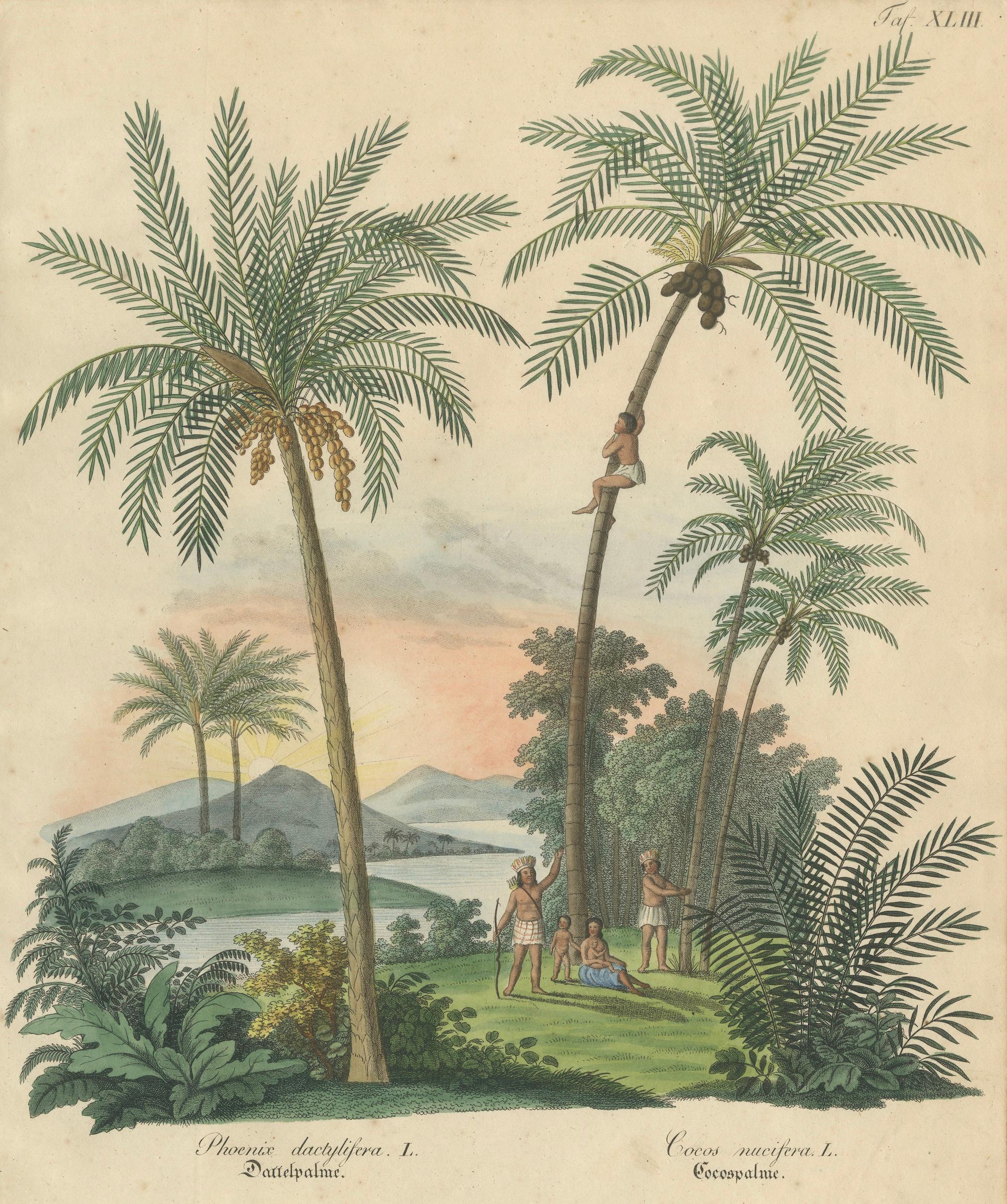 Antique Date Palm & Coconut Botanical Scene, Phoenix & Cocos, c.1831