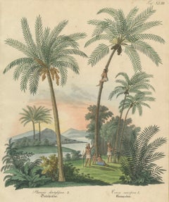Antike Dattelpalme & Kokosnuss Botanische Szene, Phoenix & Cocos, ca. 1831