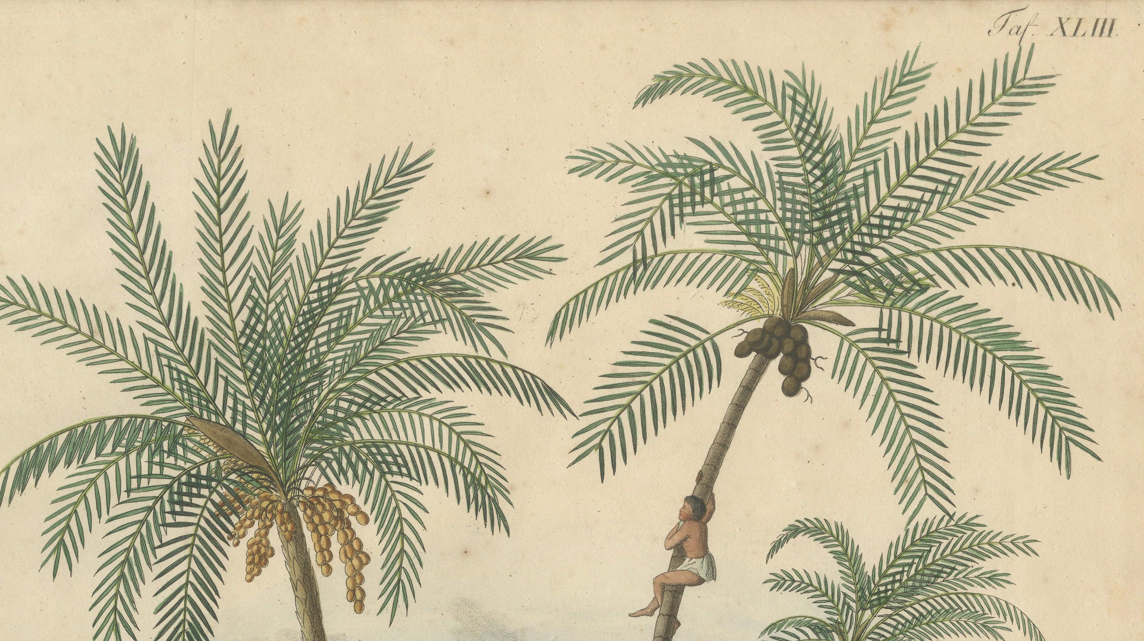 Antique Date Palm & Coconut Botanical Scene, Phoenix & Cocos, c.1831