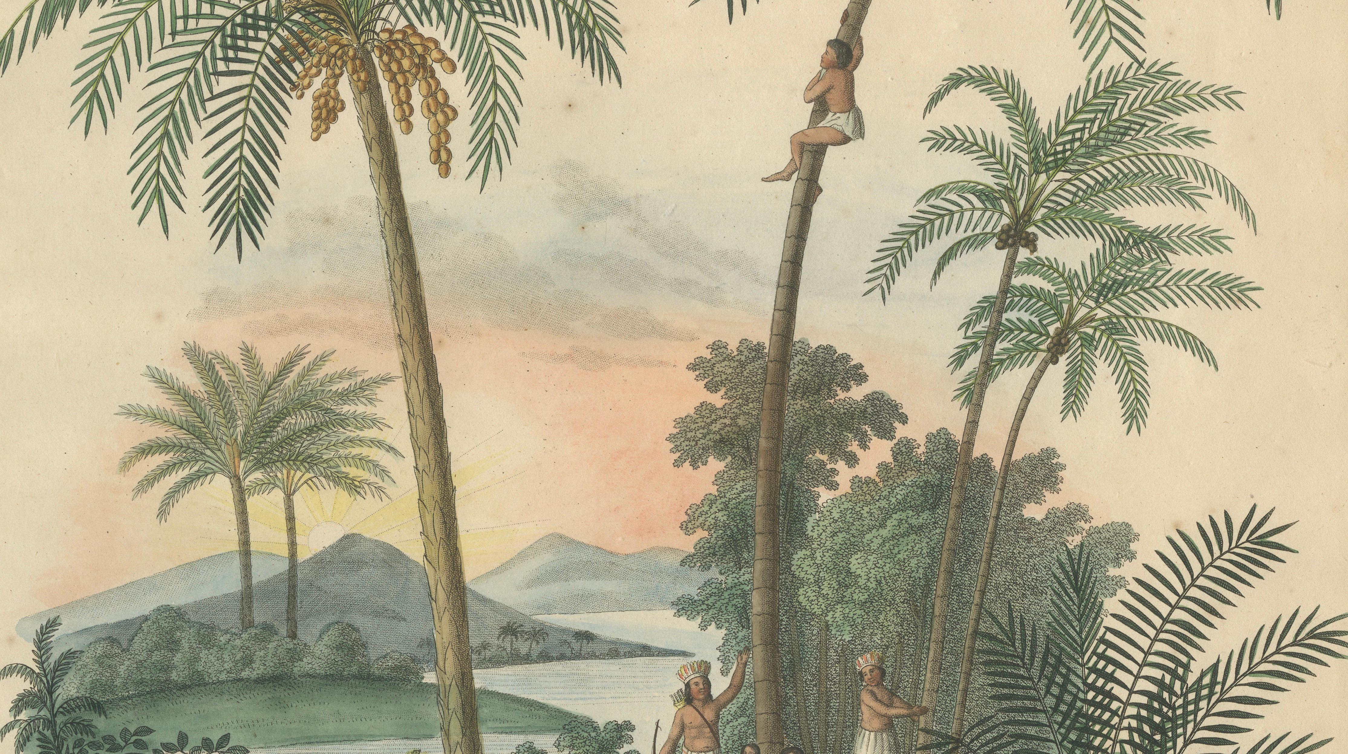 Antique Date Palm & Coconut Botanical Scene, Phoenix & Cocos, c.1831