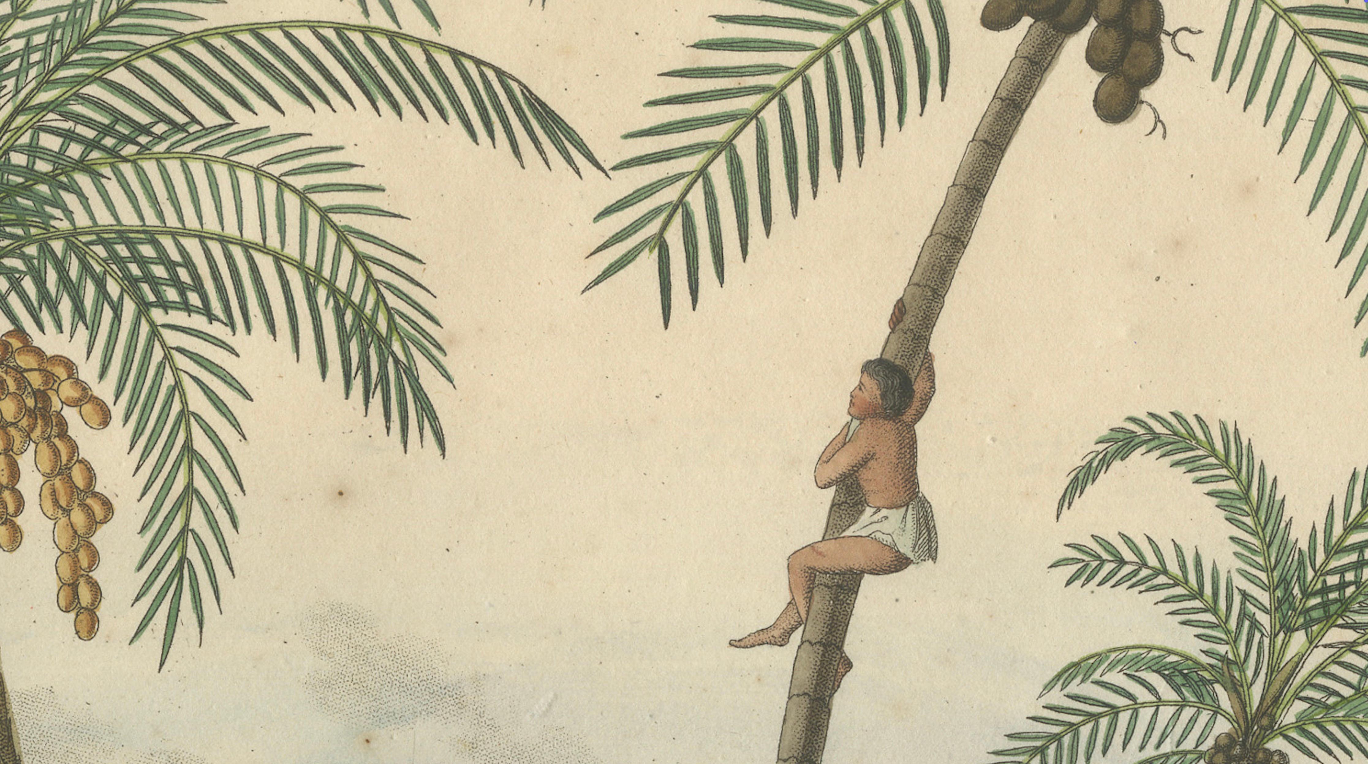 Antique Date Palm & Coconut Botanical Scene, Phoenix & Cocos, c.1831