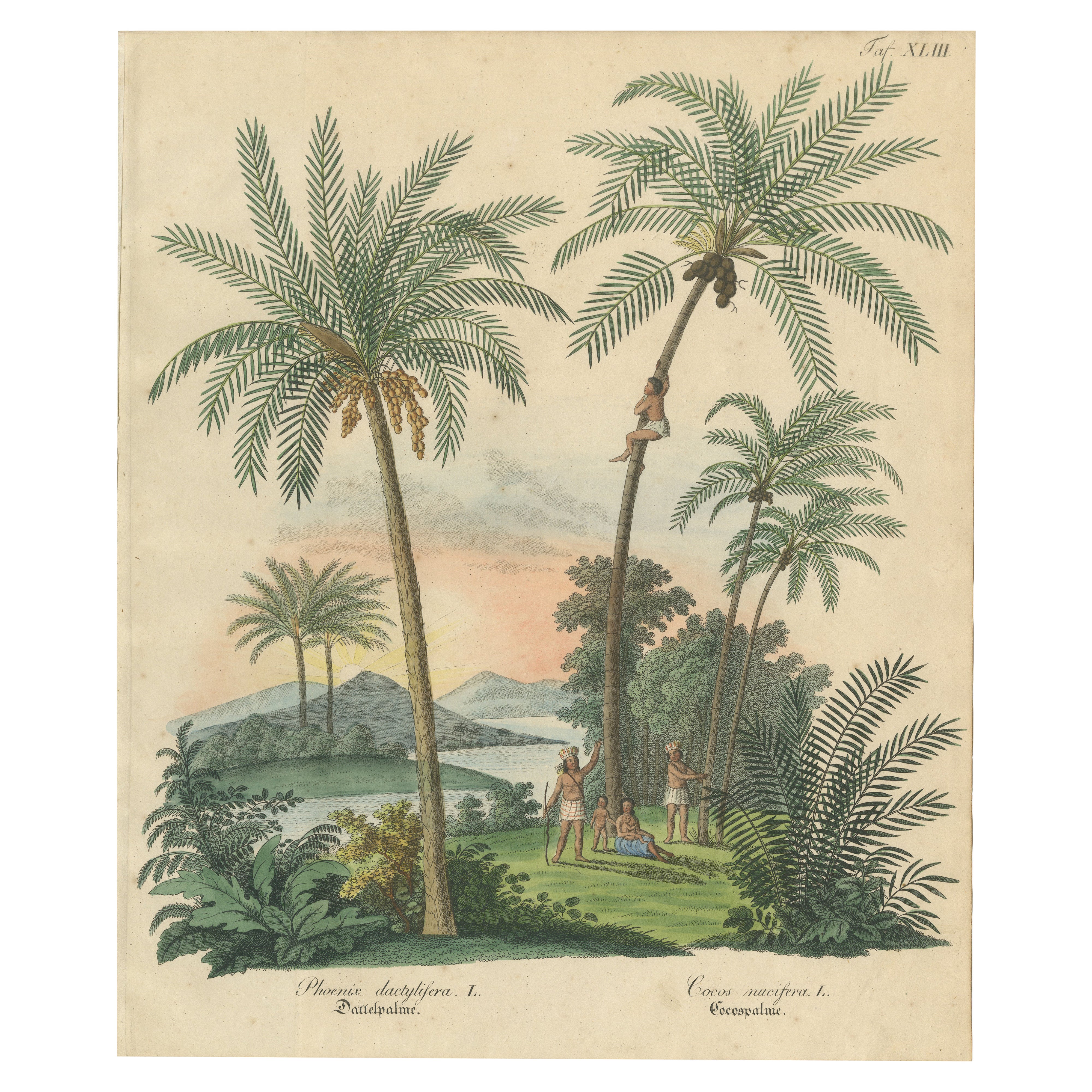 Antique Date Palm 
Coconut Botanical Scene, Phoenix 
Cocos, c.1831 For Sale