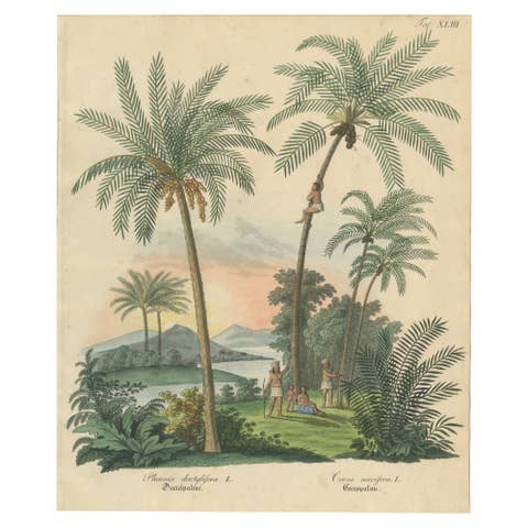 Antique Date Palm & Coconut Botanical Scene, Phoenix & Cocos, c.1831