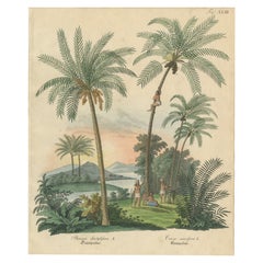 Antique Date Palm 
Coconut Botanical Scene, Phoenix 
Cocos, c.1831