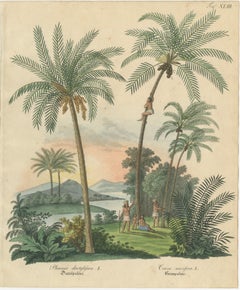 Antique Date Palm 
Coconut Botanical Scene, Phoenix 
Cocos, c.1831