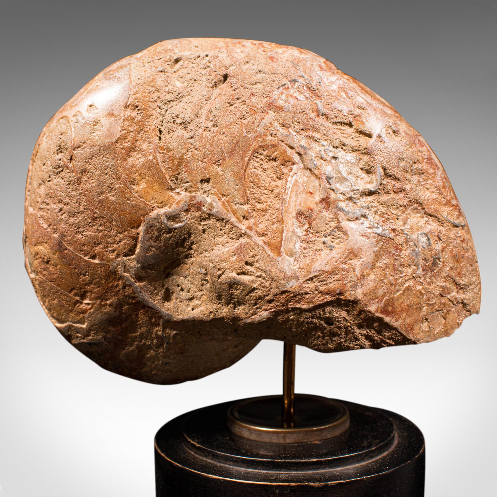 Antique Decorative Ammonite, English, Geological, Ornament, Nautilus Fossil 5