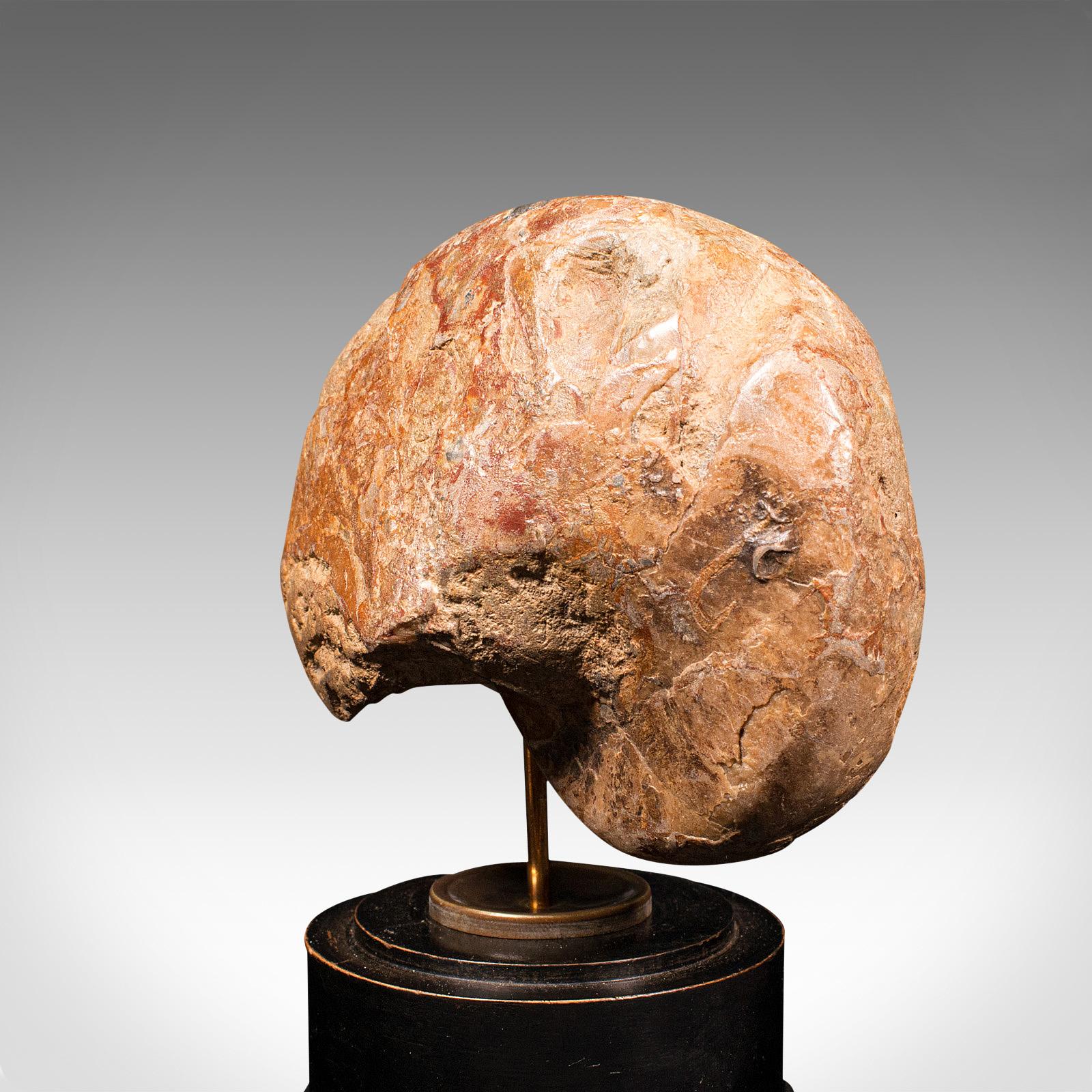 Antique Decorative Ammonite, English, Geological, Ornament, Nautilus Fossil 3