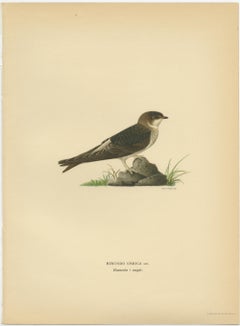 Antique Decorative Bird Print of the Common House Martin, 1927