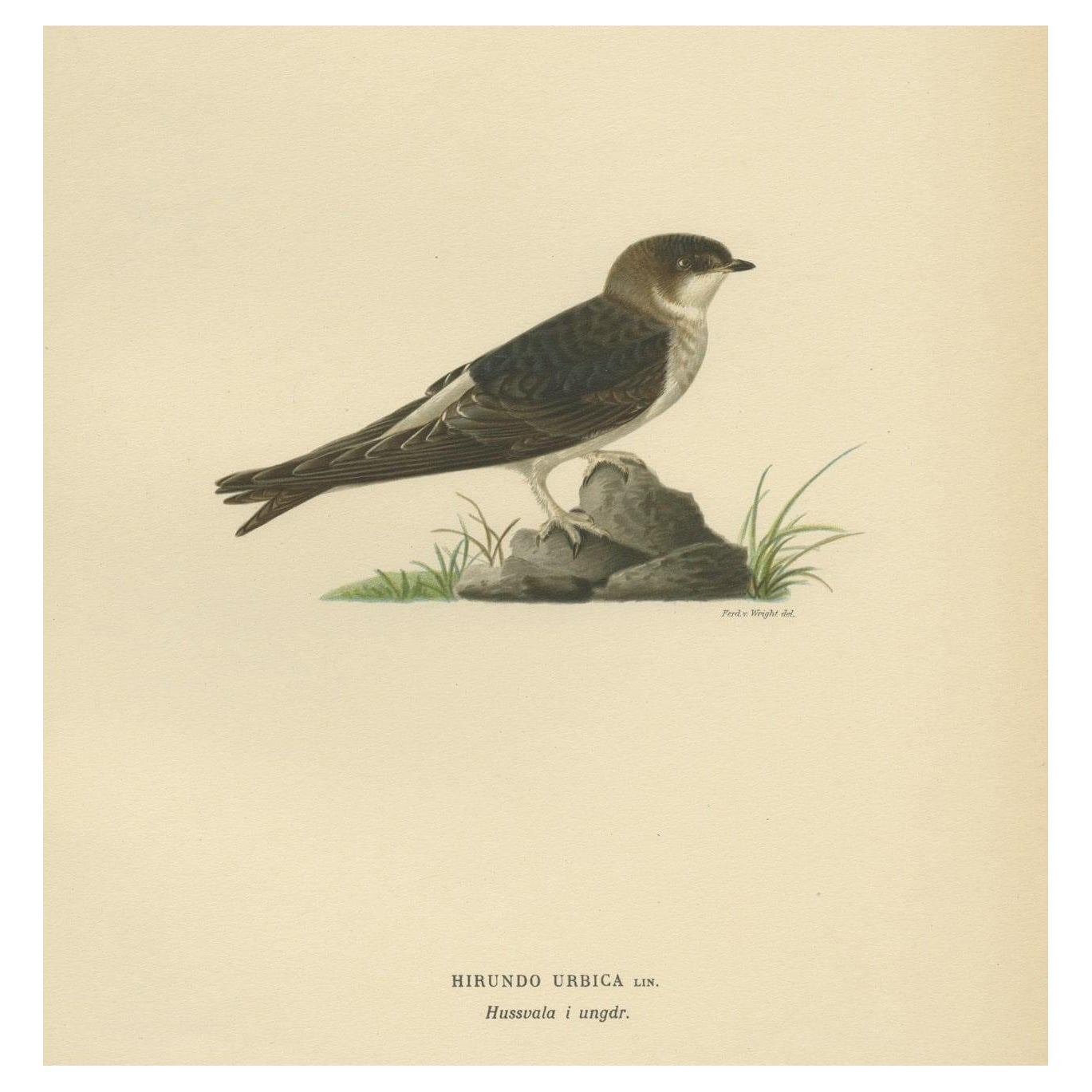Antiguo grabado decorativo de aves del Avión Común, 1927