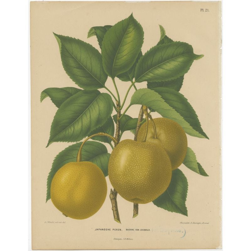 Antique Decorative Print of Japanese Pears, 1879