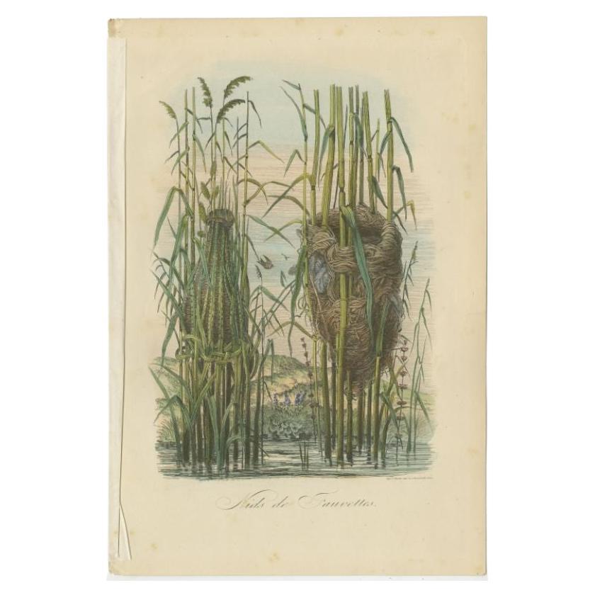 Gravure ancienne intitulée 'Nids de Fauvettes'. Impression de nids de fauvettes. Ce tirage provient du 