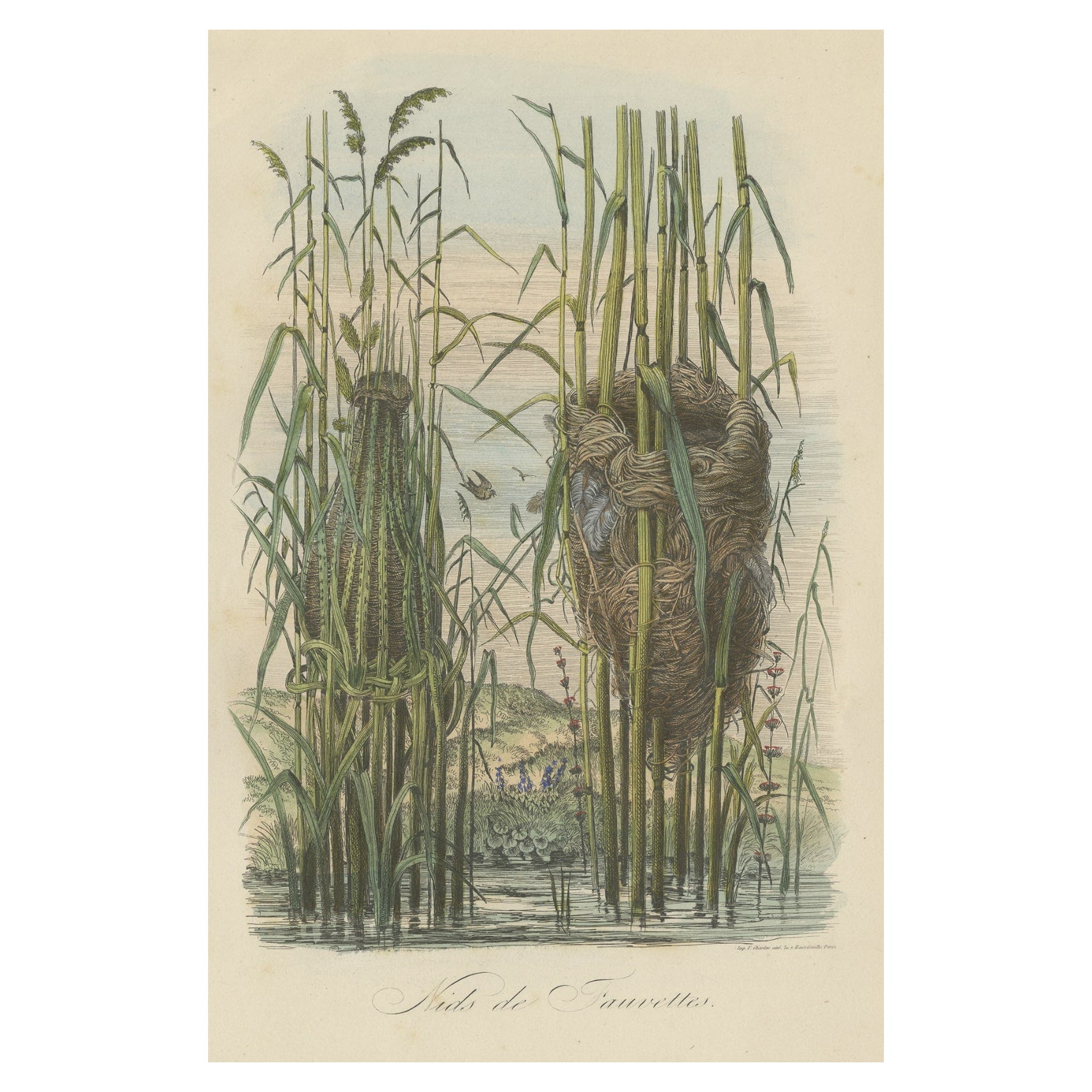 Stampa decorativa antica di nidi di usignoli, 1854 in vendita
