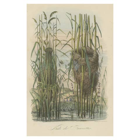 Antique Decorative Print of Warbler Nests, 1854