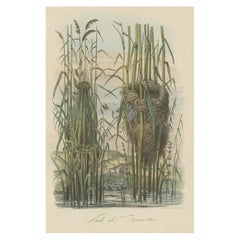 Stampa decorativa antica di nidi di usignoli, 1854