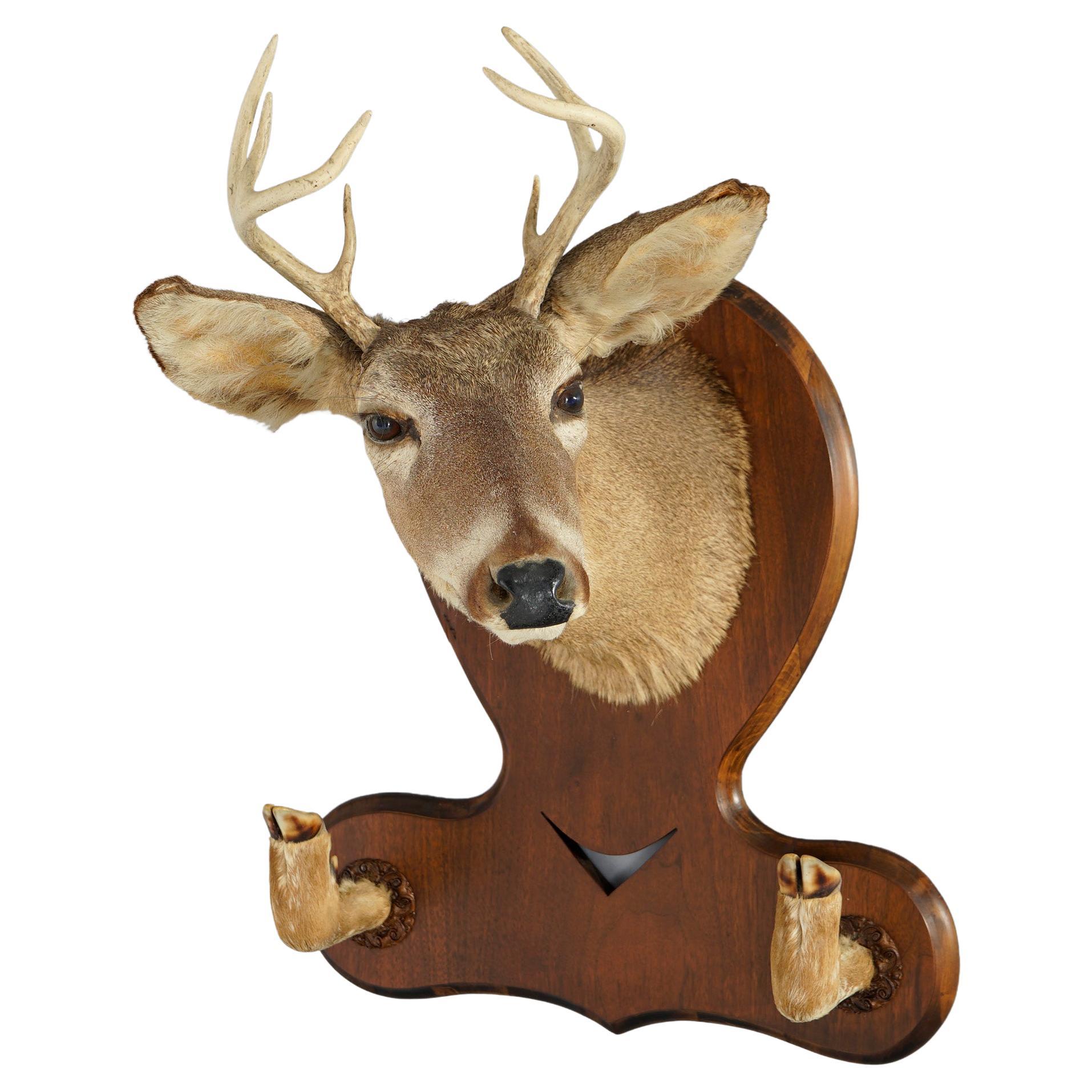 Antique Deer Mount Hall Hat Rack Circa 1930 For Sale