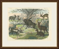 Antique Deer Print with Elk, Reindeer and Red Deer Stag, Kolb, circa 1890