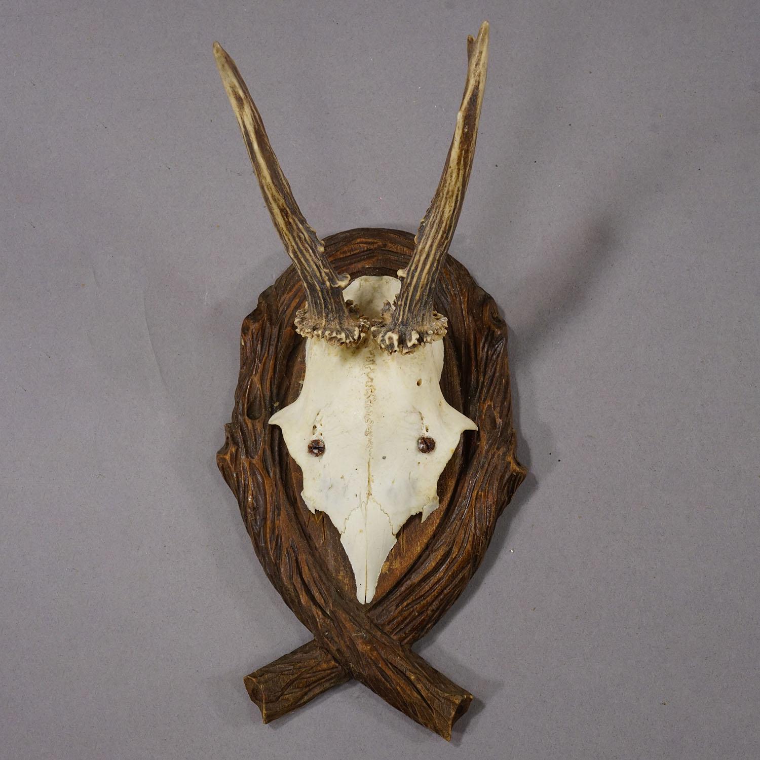 Trophée de cerf ancien sur plaque sculptée, Allemagne 1942

Trophée de cerf ancien (Cervus elaphus) de la Forêt Noire monté sur une plaque murale en bois sculpté. Le trophée a été tourné en 1942. Inscription manuscrite avec la date et le lieu de la