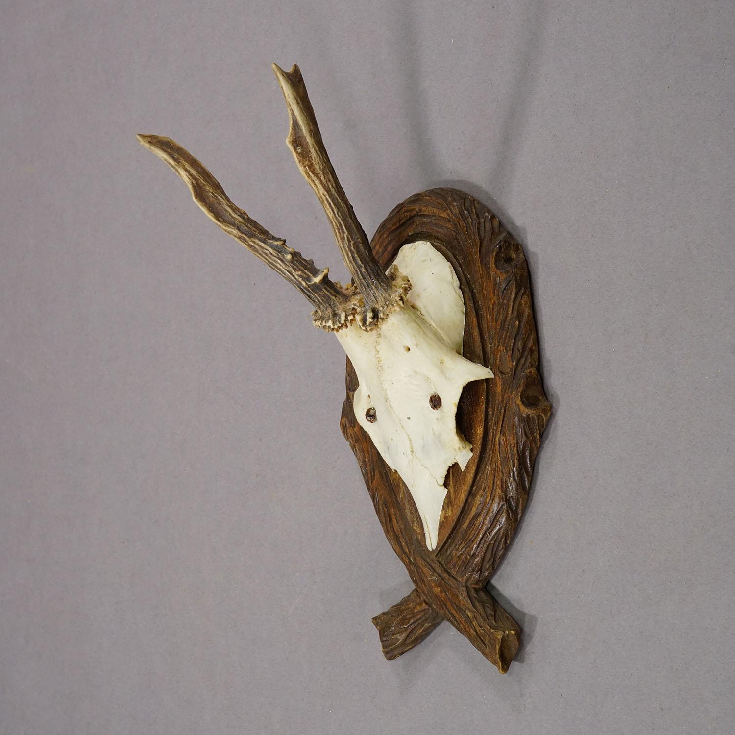 Forêt-Noire Trophée de cerf ancien sur plaque sculptée, Allemagne 1942 en vente