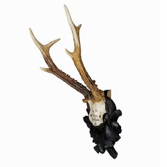 Antique Deer Trophy on Wooden Carved Plaque Germany 1861