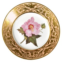 Antique Derby Porcelain Botanical Plate, Marsh Hibiscus, John Brewer, Circa 1815