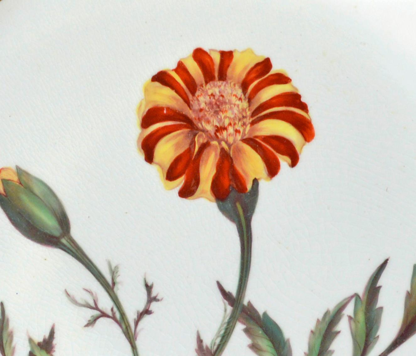 Antique Derby Porcelain Botanical Salmon-ground Plate,
French Marigold,
by John Brewer,
Circa 1815.

The Derby porcelain plate is boldly painted with a French Marigold botanical specimen with richly gilded borders with swans and stylized