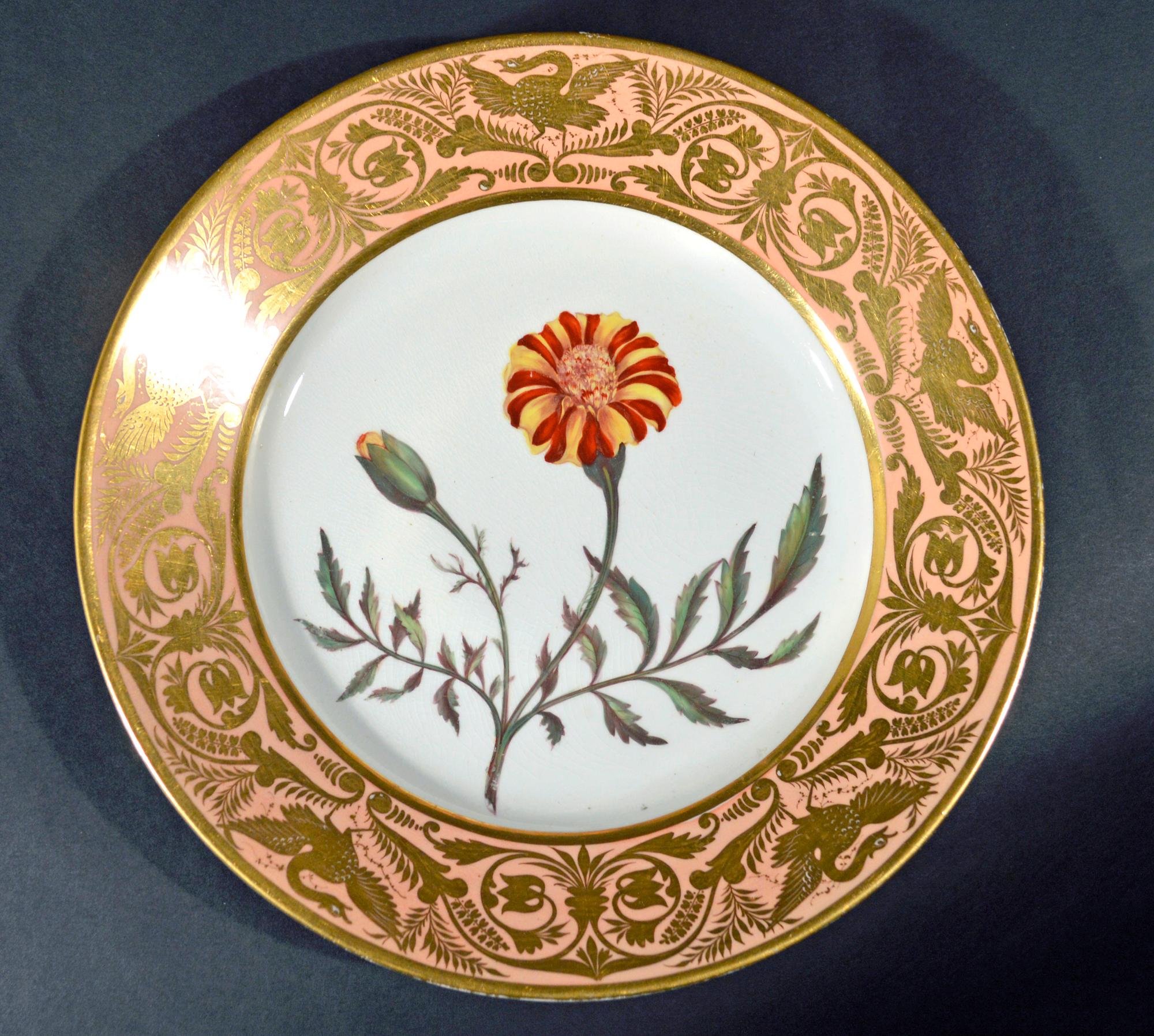 English Antique Derby Porcelain Botanical Salmon-Ground Plate, French Marigold For Sale