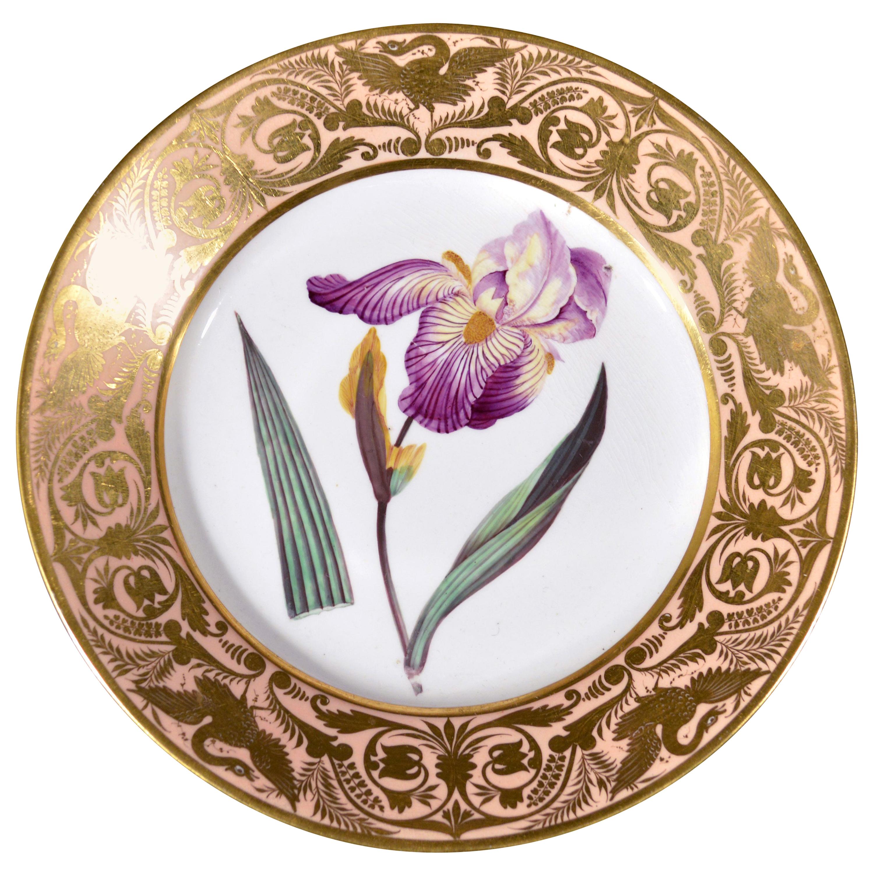 Antique Derby Porcelain Plate, Elder Scented Iris, after William Curtis
