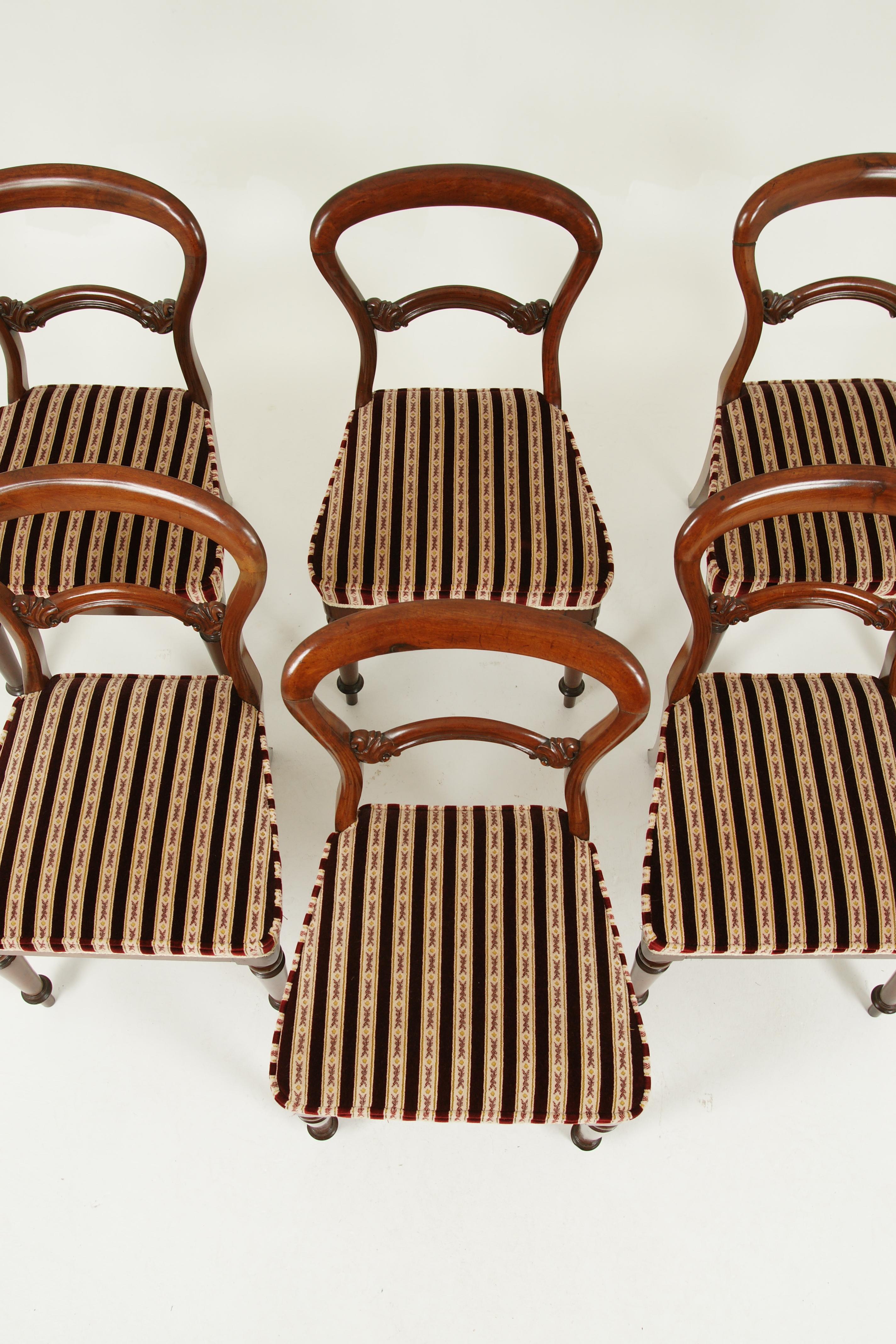 Scottish Antique Dining Chairs, 6 Balloon Back Chairs, Walnut, Victorian, 1880, B1573