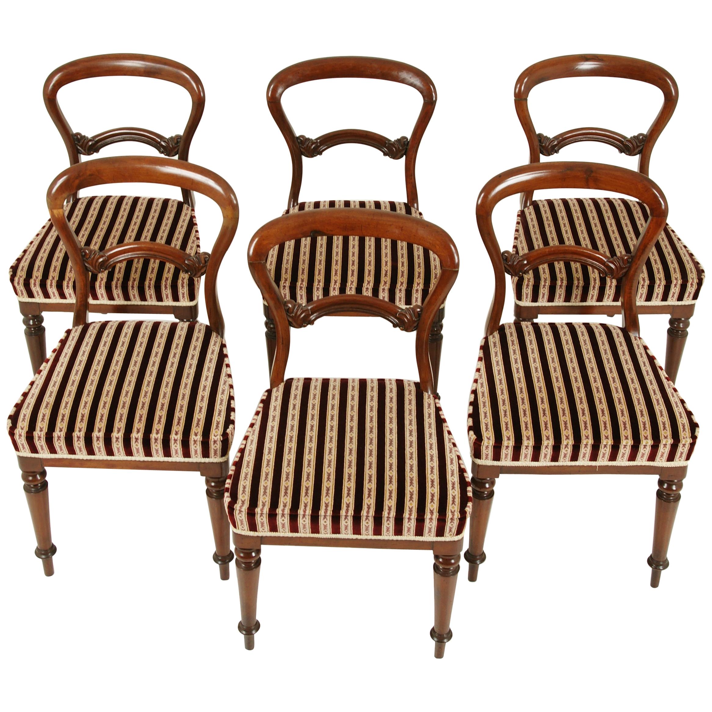 Antique Dining Chairs, 6 Balloon Back Chairs, Walnut, Victorian, 1880, B1573