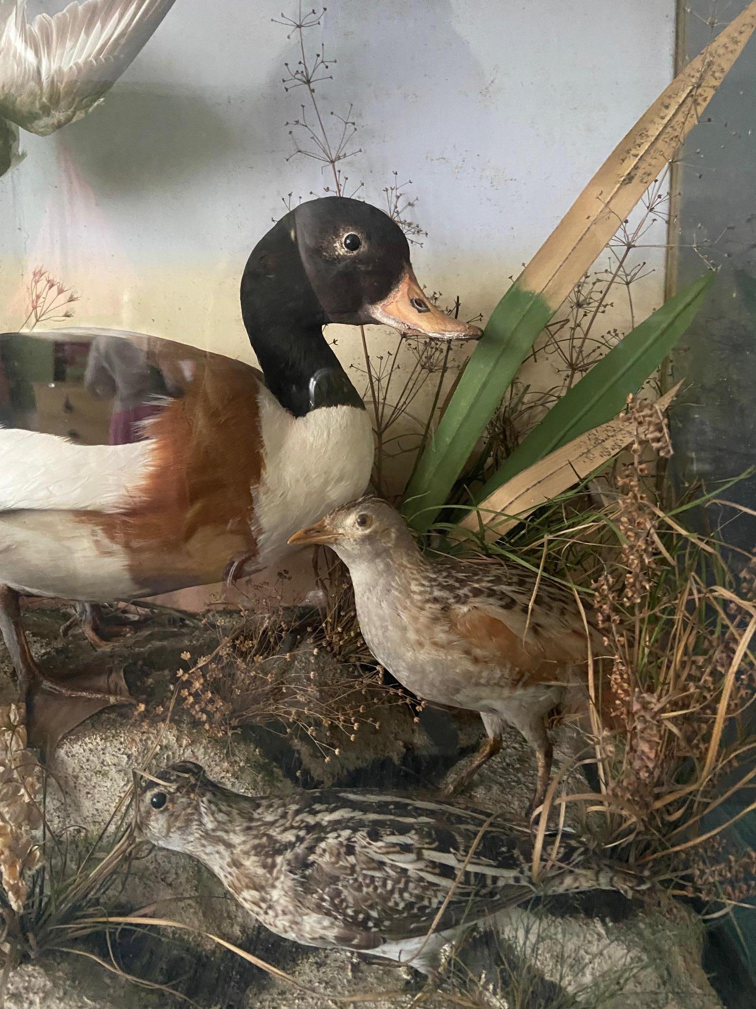 France, vintage

Diorama with birds.

Measures: H 58 x W 63 x D 26 cm.