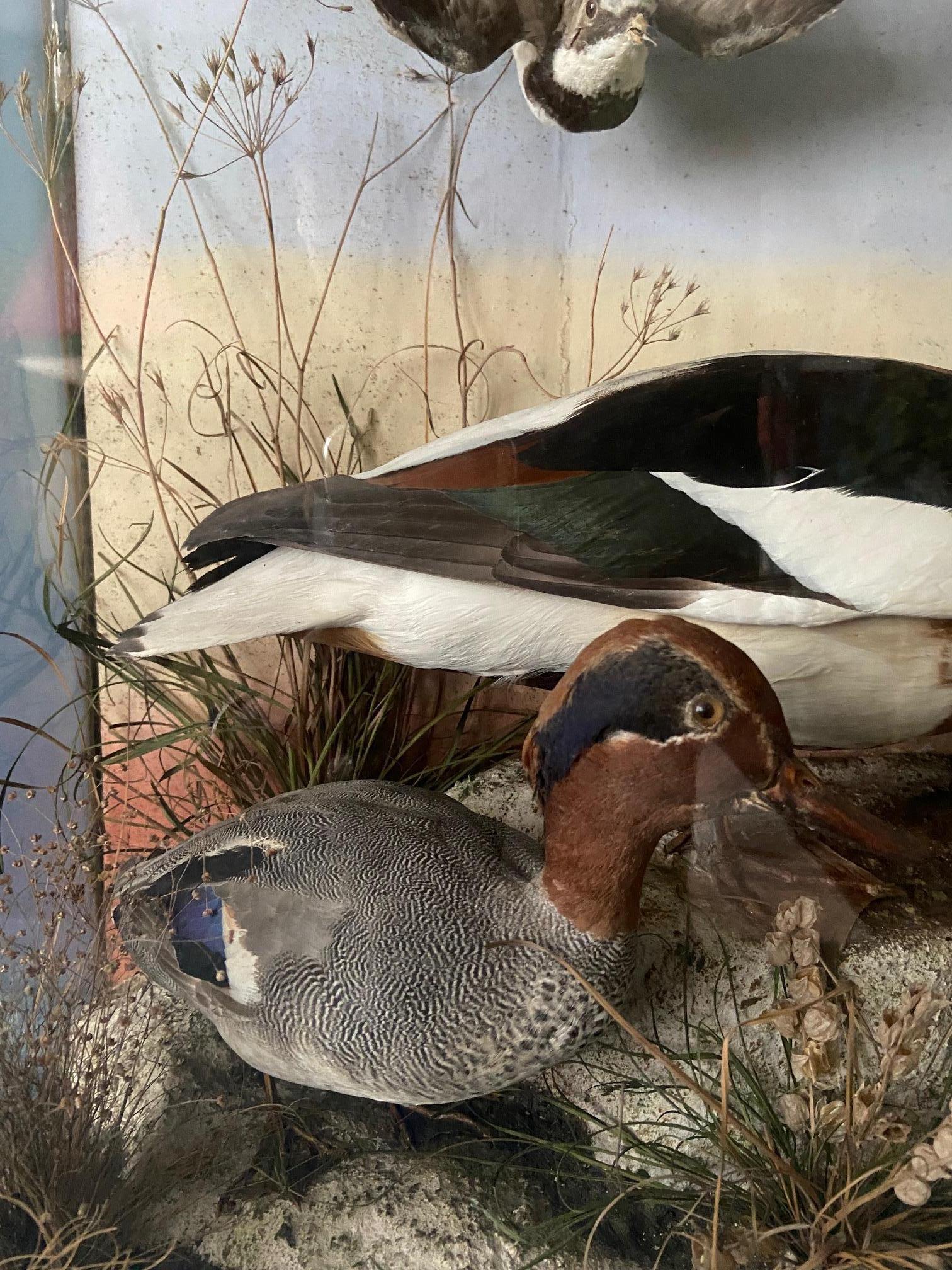 duck diorama