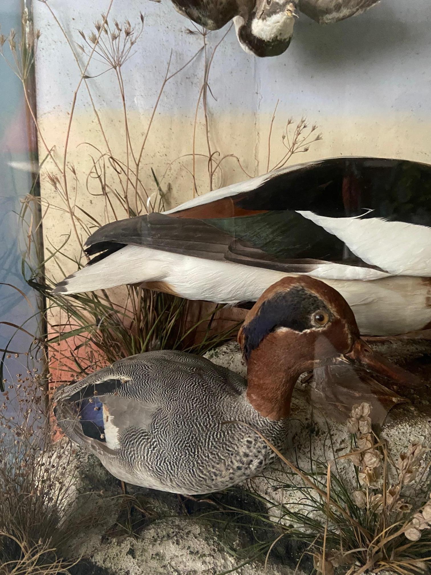 duck habitat diorama