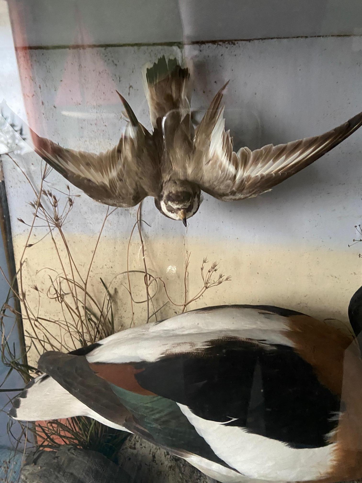 duck dead mount box