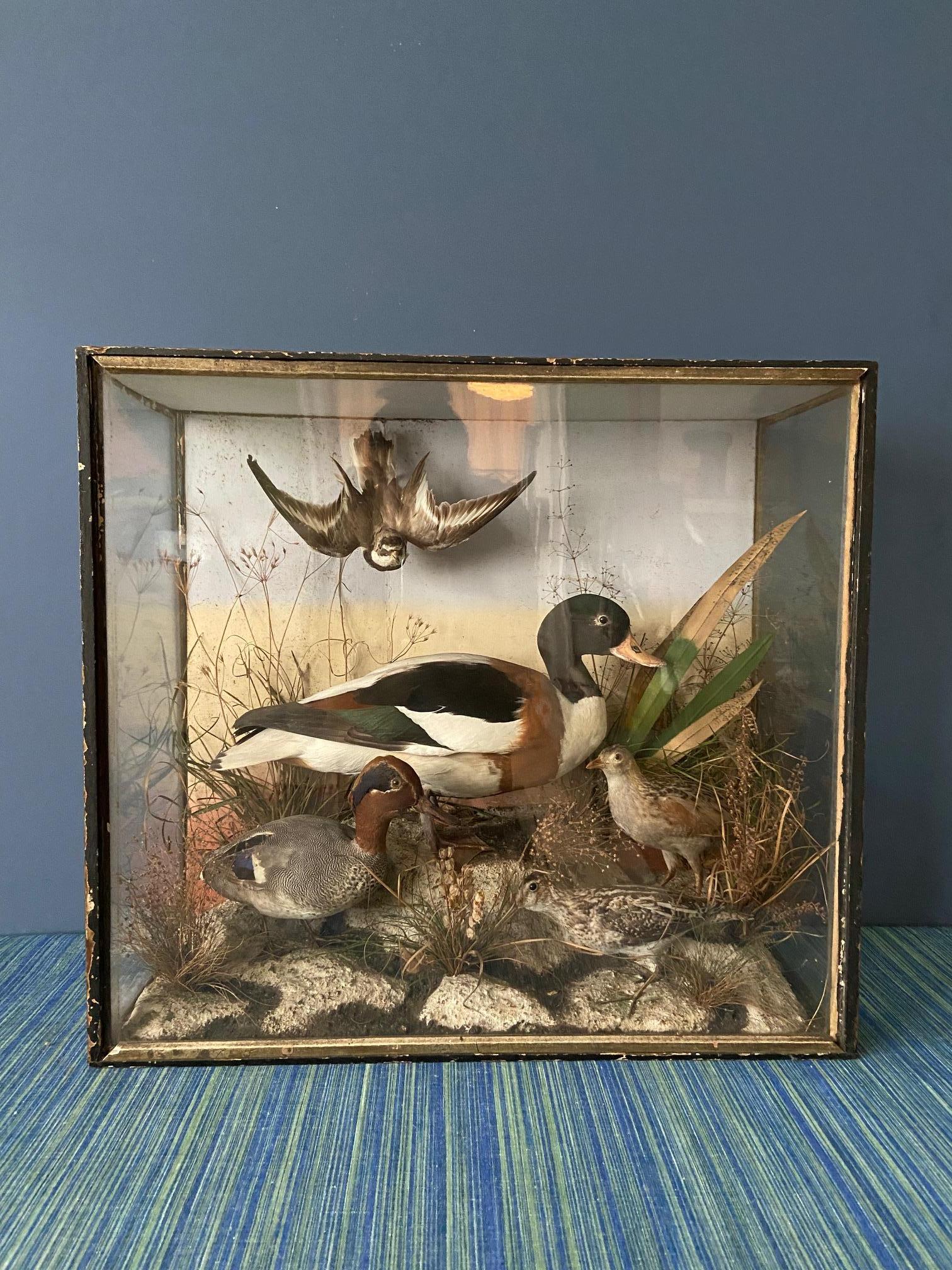 Antique Diorama with Birds and Ducks, France, 19th Century In Good Condition In Copenhagen K, DK