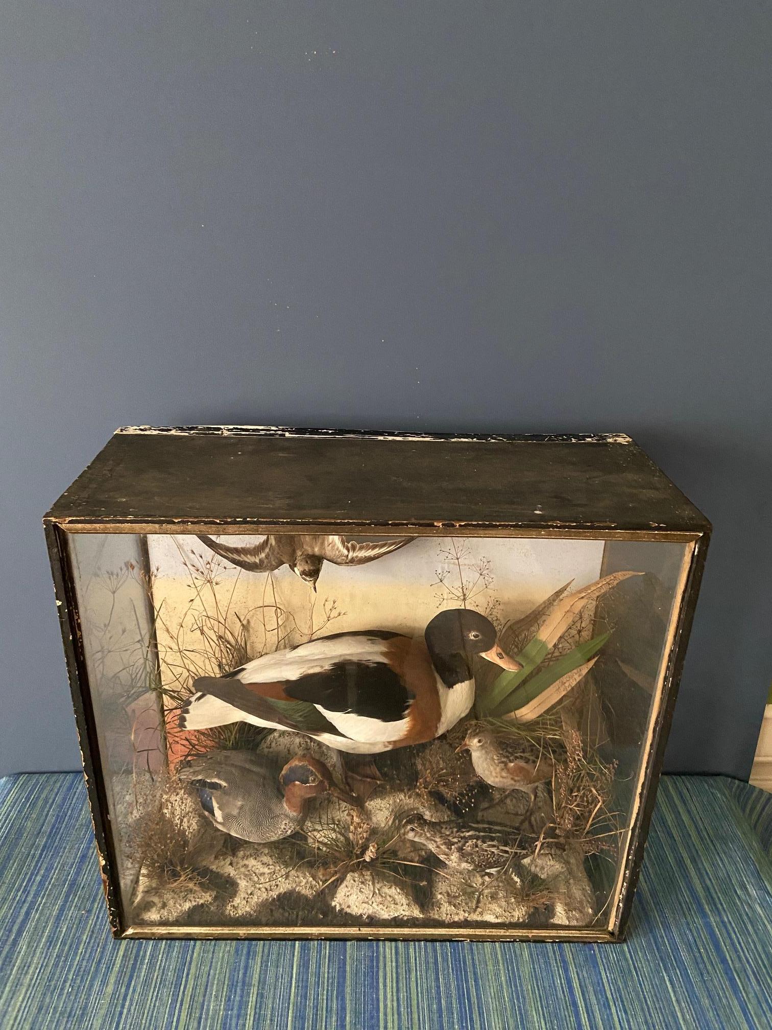Glass Antique Diorama with Birds and Ducks, France, 19th Century