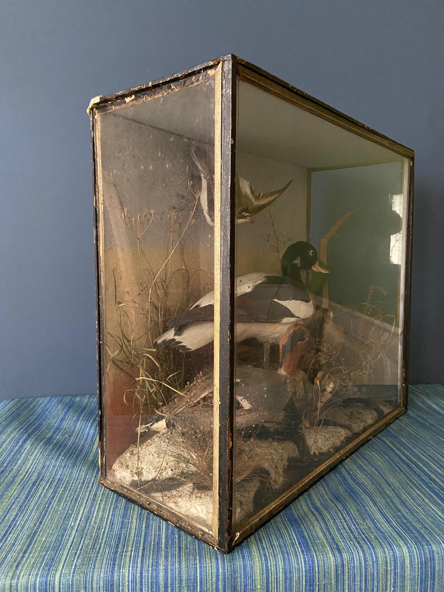 Antique Diorama with Birds and Ducks, France, 19th Century 1