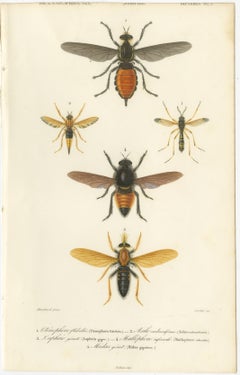 Antique Dipteres Engraving – Giant Flies & Robber Flies, circa 1800