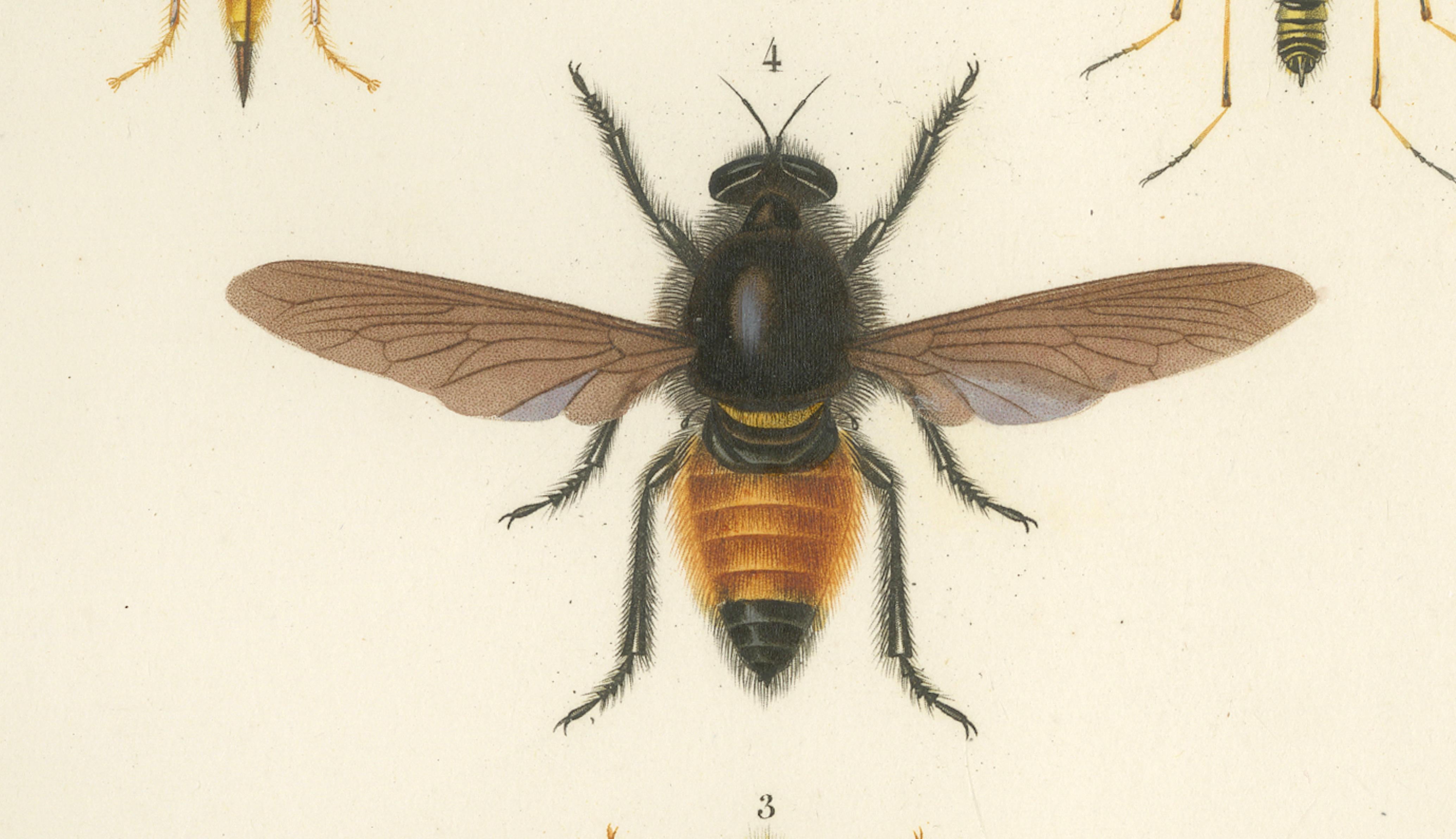 Antique Dipteres Engraving – Giant Flies & Robber Flies, circa 1800