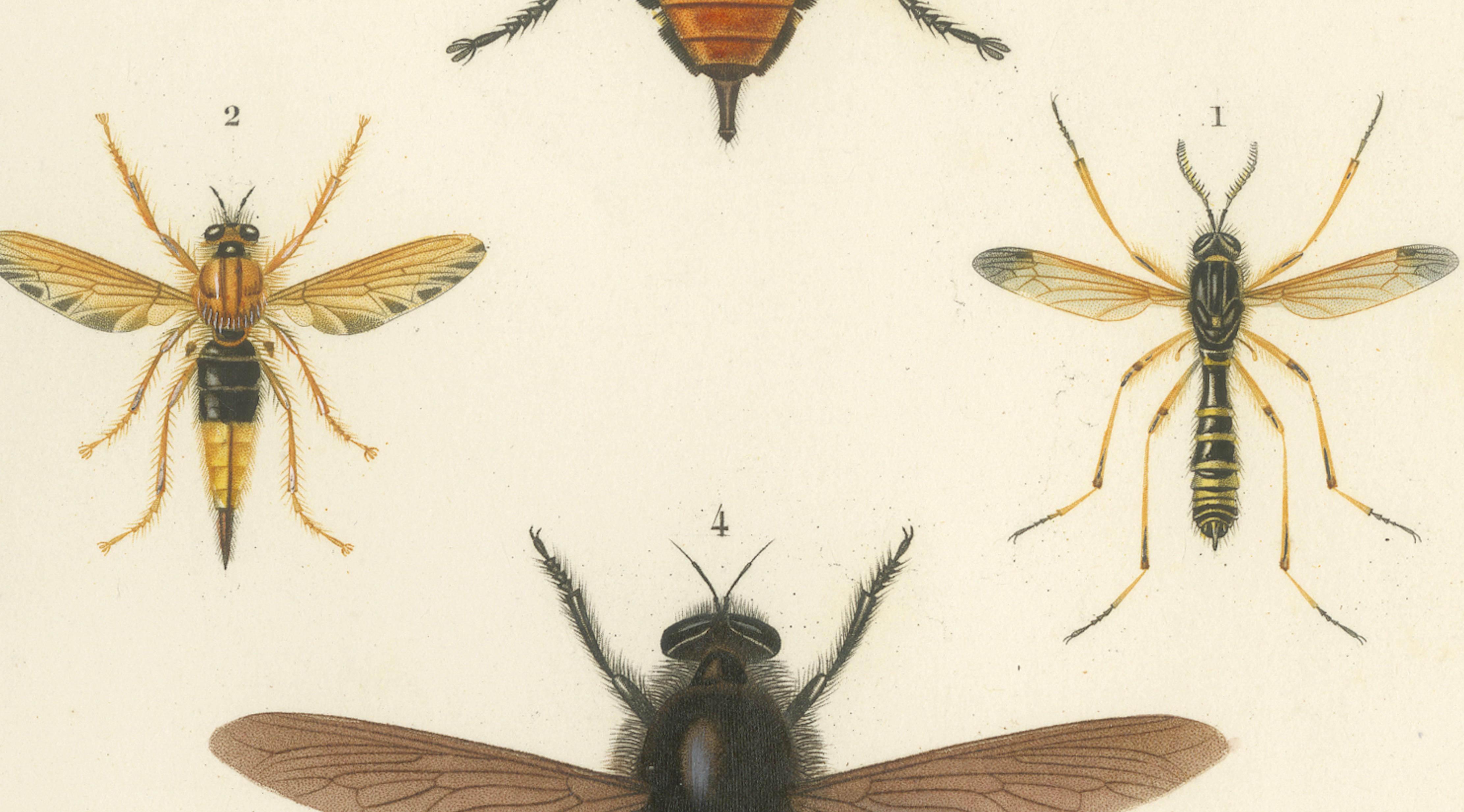 Antique Dipteres Engraving – Giant Flies & Robber Flies, circa 1800