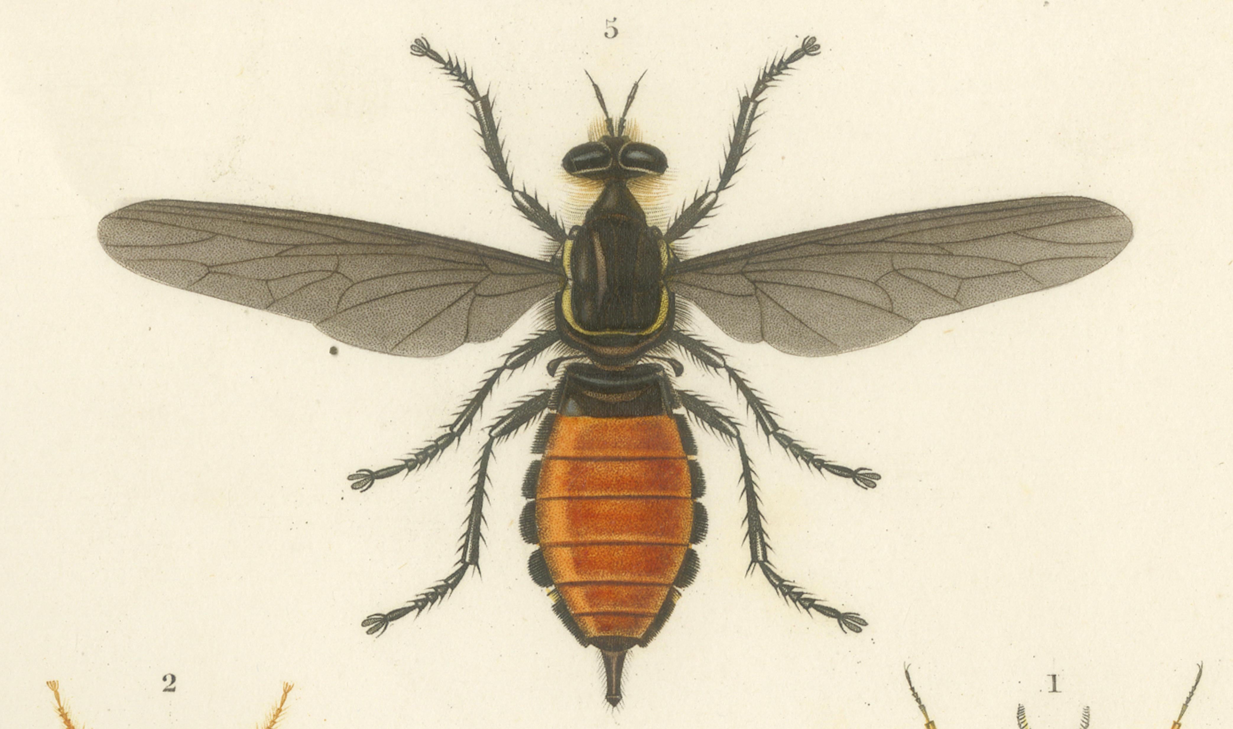 Antique Dipteres Engraving – Giant Flies & Robber Flies, circa 1800