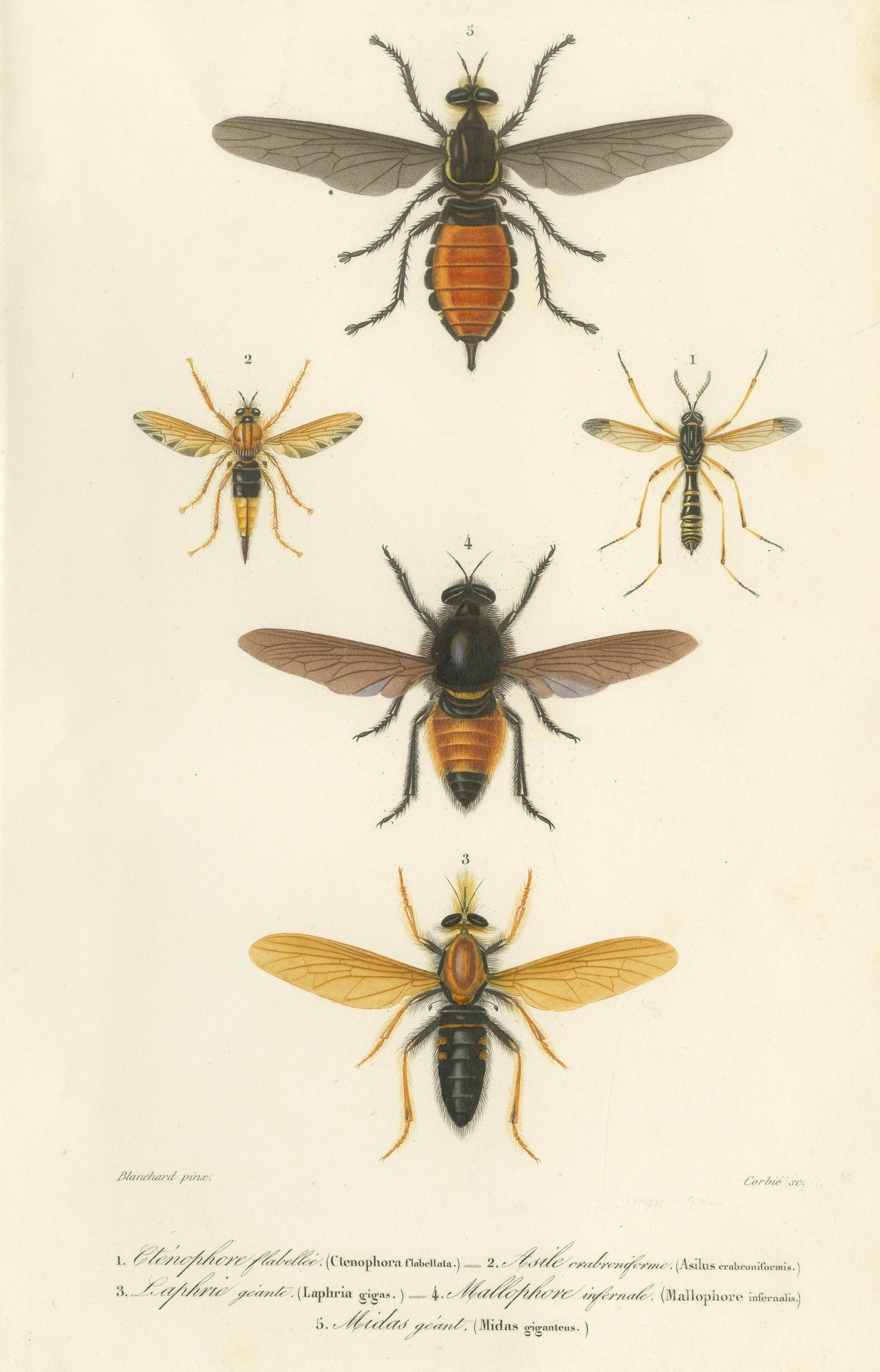 Antique Dipteres Engraving – Giant Flies & Robber Flies, circa 1800